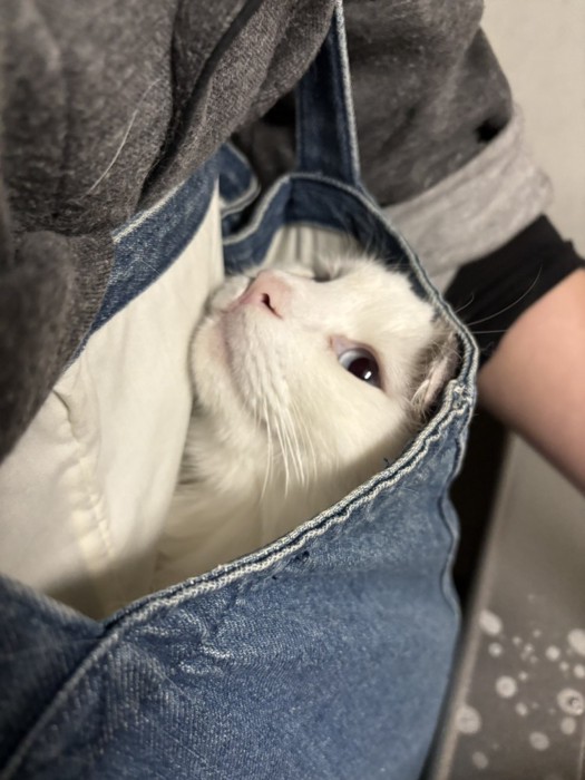 トートバッグに入ったまま抱っこされる猫
