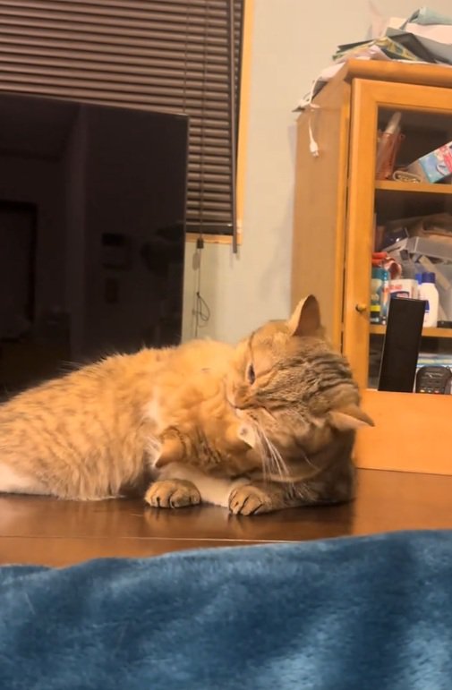 噛む猫