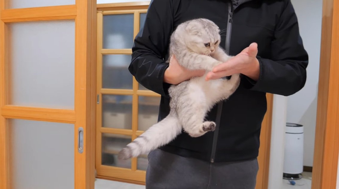 抱きかかえられるブリティッシュショートヘアの子猫