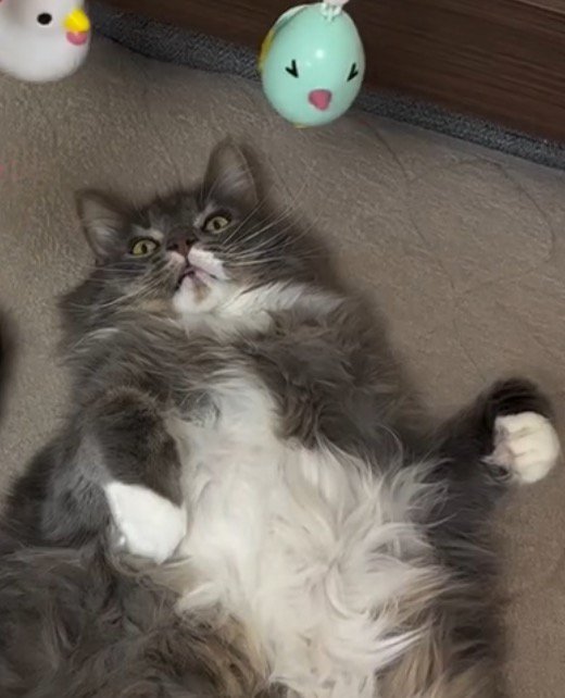 ベッドの上に吊されたおもちゃを見つめる猫