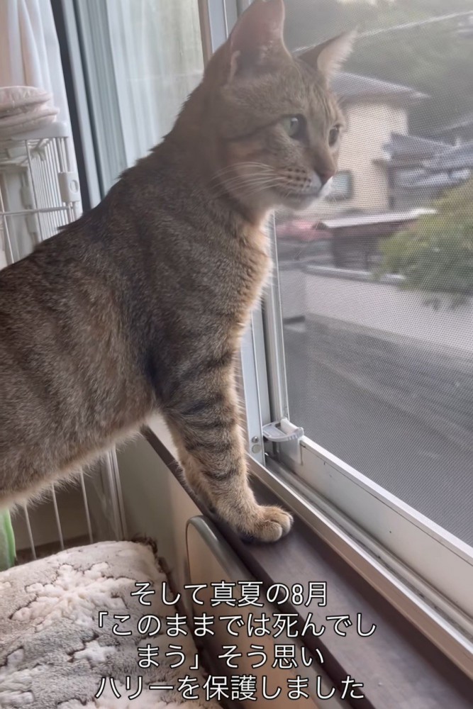 窓から外を見る猫