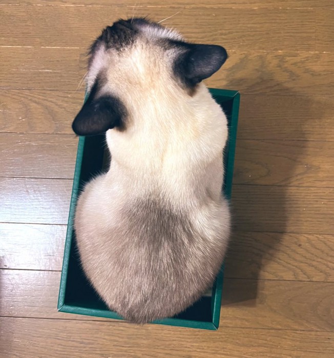 猫の背中