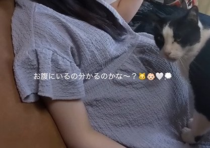 カメラ目線の猫