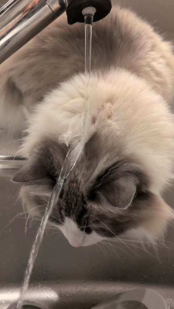 頭に水が当たる猫