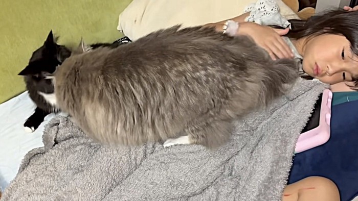 猫の背中をなでる姉