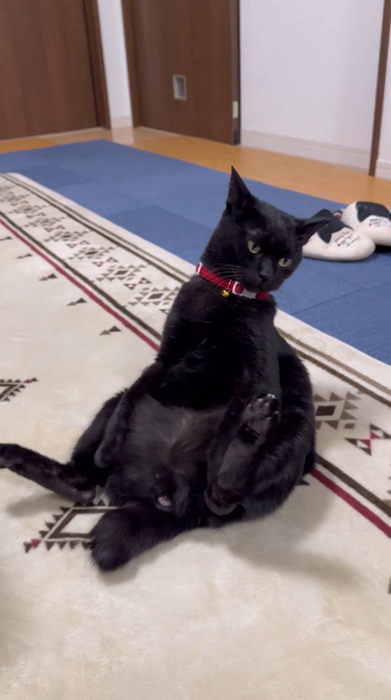 座った体勢から動こうとする猫