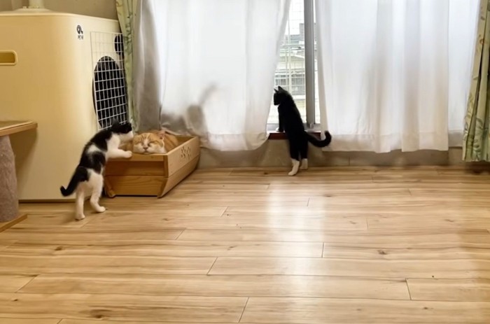 寝ている茶トラ猫と3匹の白黒猫