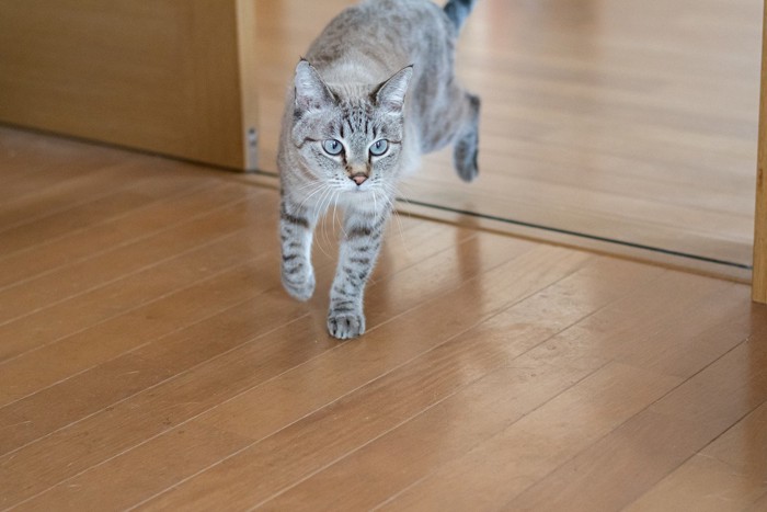 フローリングの上を歩く猫