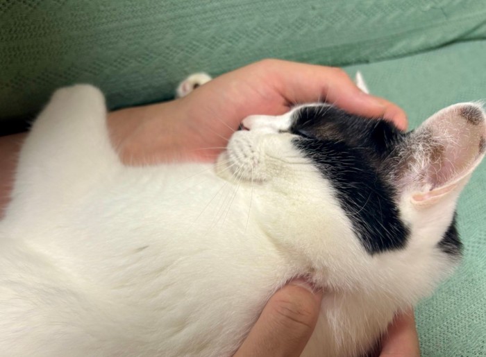 人の両腕に包まれて眠る猫の胸から上