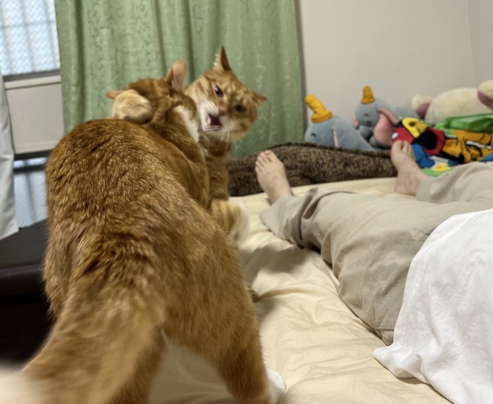 けんかする2匹の猫