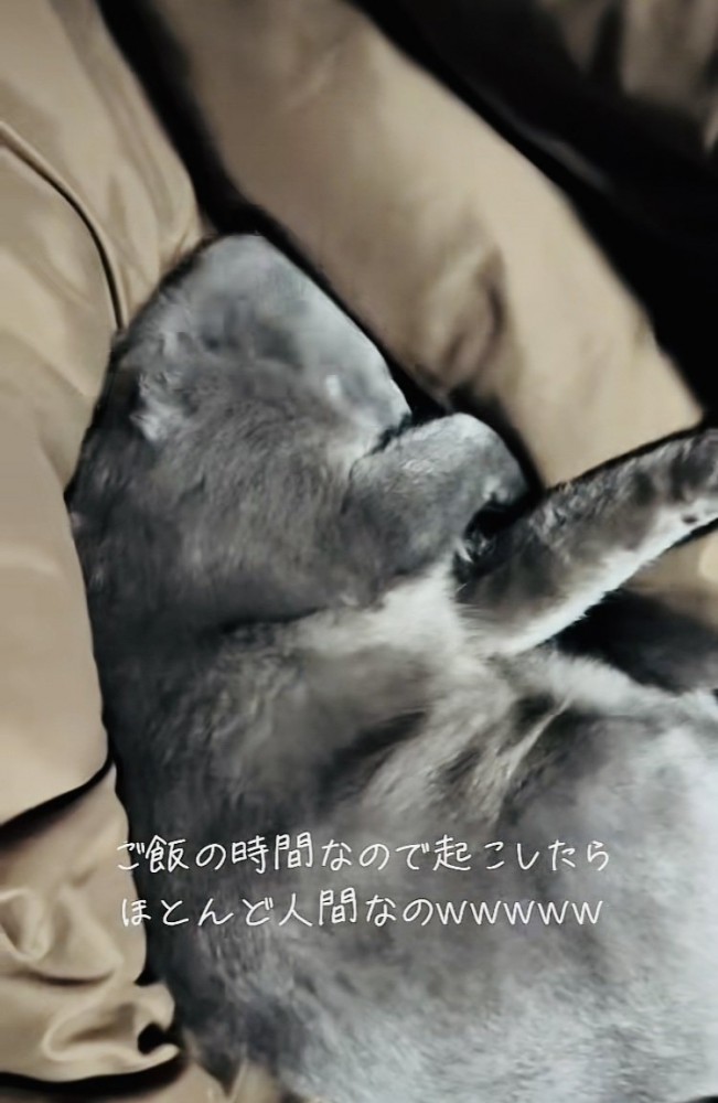 布団の上で眠る雑種猫