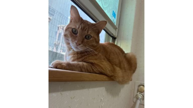 室内にいる猫