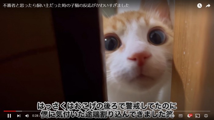 引き戸から顔を出す猫