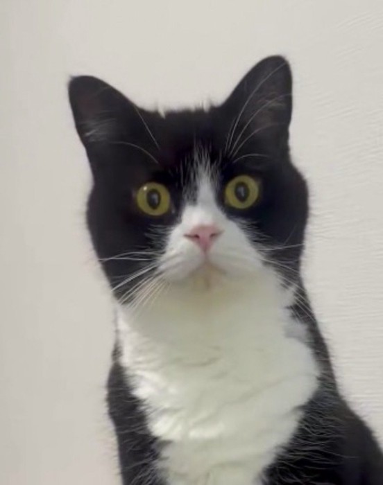 一点を見つめている猫の顔