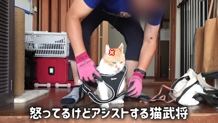 ハーネスをつけられる猫