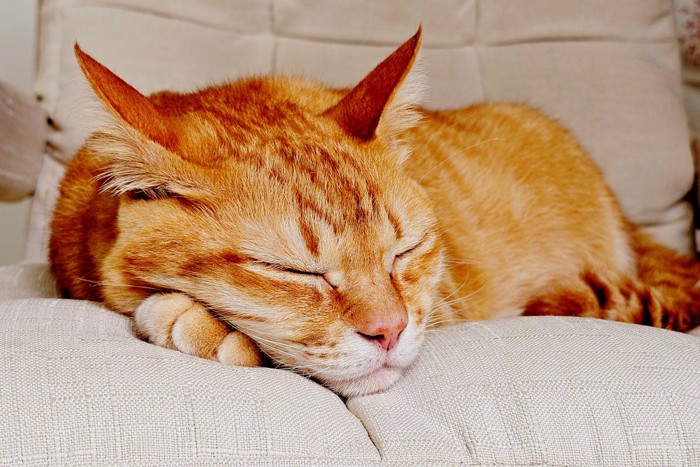 椅子で眠りこける茶トラ猫