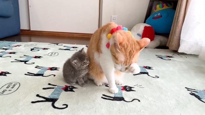 成猫を見つめる子猫