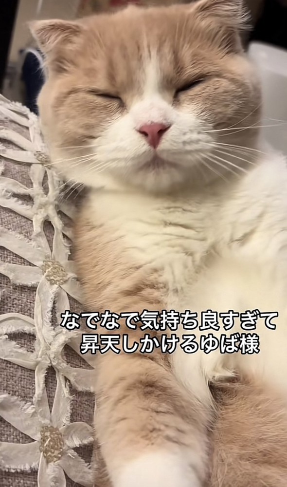 「なでなで気持ち良すぎて...」のテロップ写真2