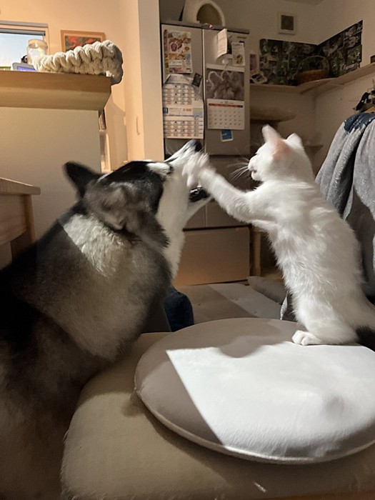 犬に猫パンチする白猫