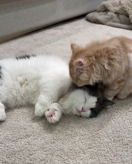 毛づくろいしている猫と寝ている猫