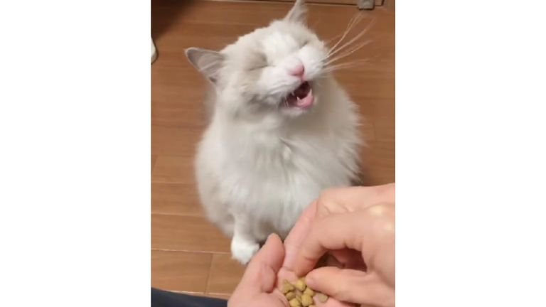 カリカリを食べる猫