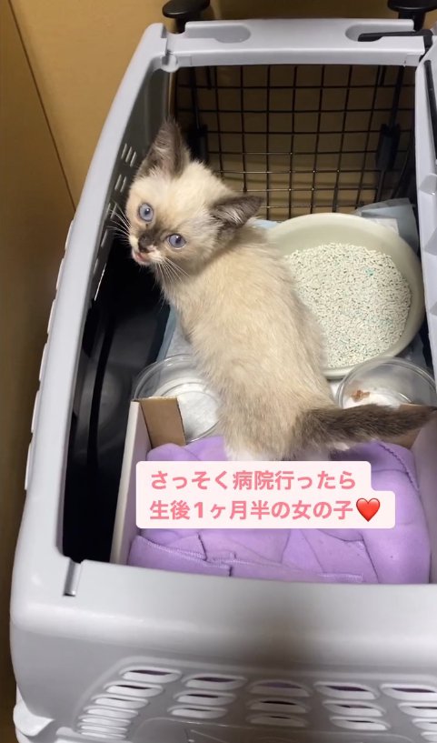 クレートの中に入っている子猫