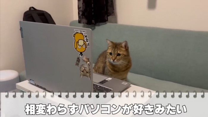 真剣なまなざしでパソコンを見つめるみにらくん