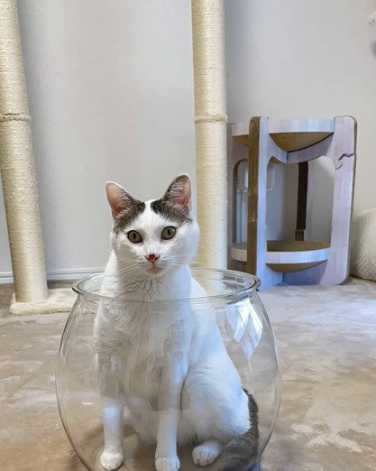 金魚鉢に入る猫