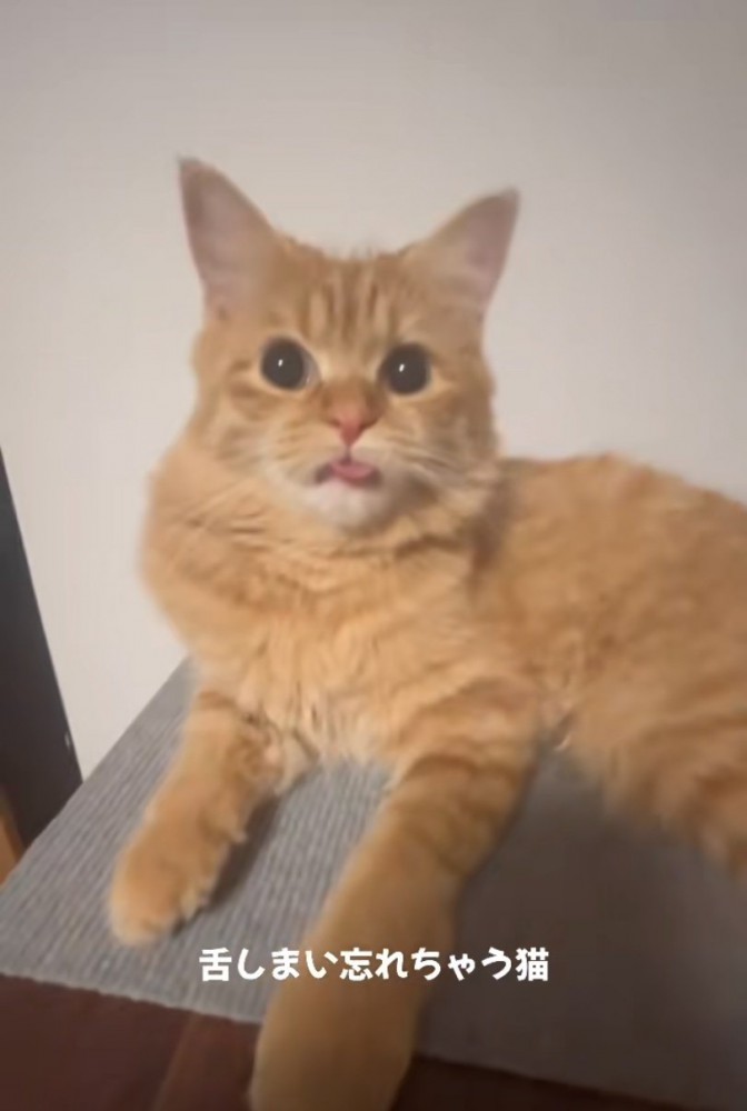 キョトンと見つめる猫