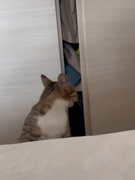クローゼットを見る猫