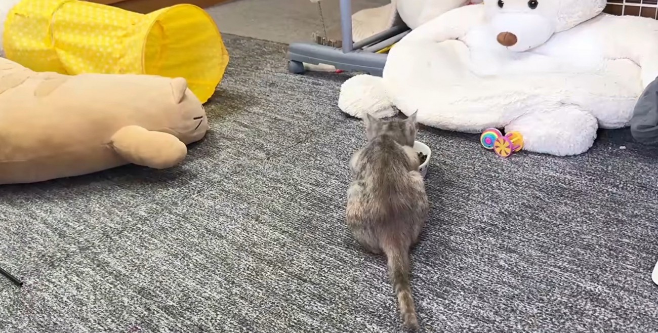 食べる猫（背中）