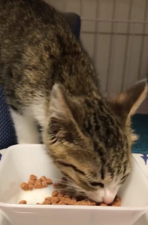 ご飯を食べている子猫