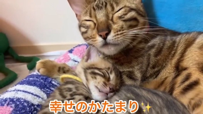 くっついて寝る猫の親子