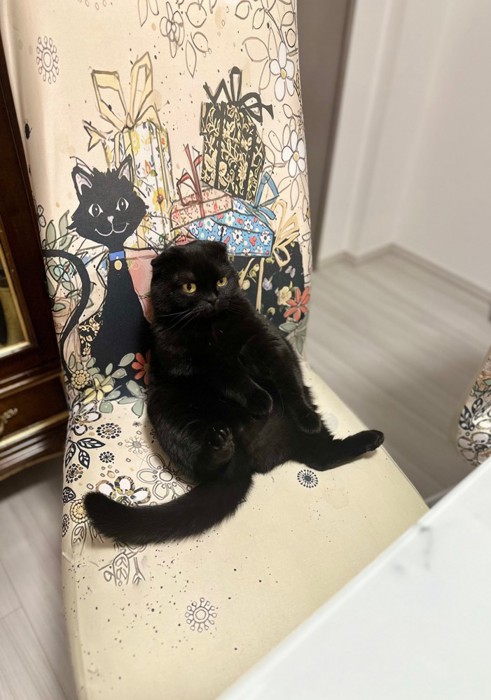 お座りするぷりもちゃん