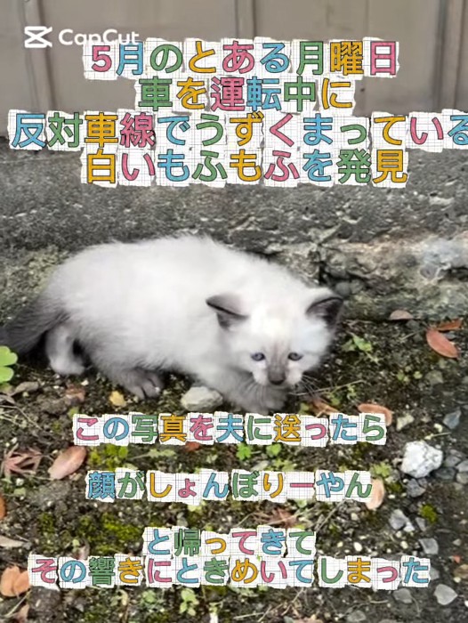外にいる子猫