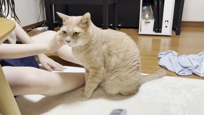 右頬に触れられる猫ちゃん