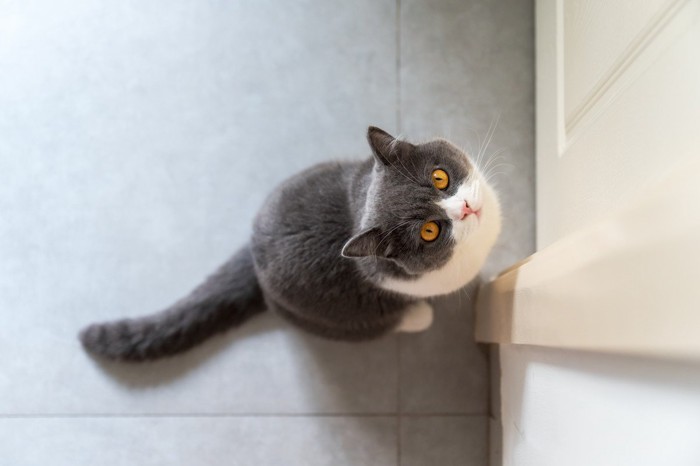 ドアの前で見上げる猫