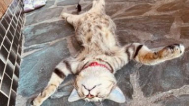 ヘソ天して眠る猫