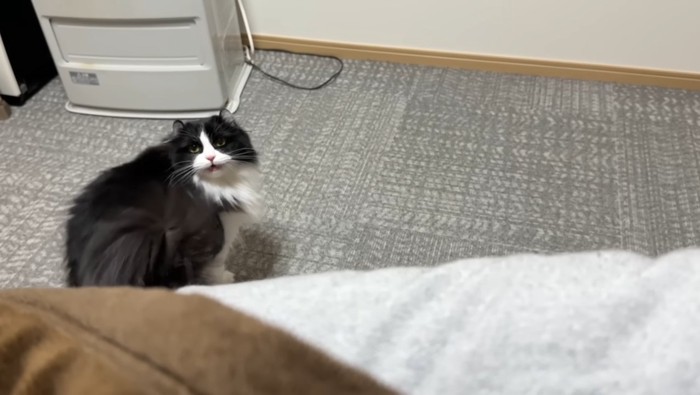 鳴いているこころちゃん