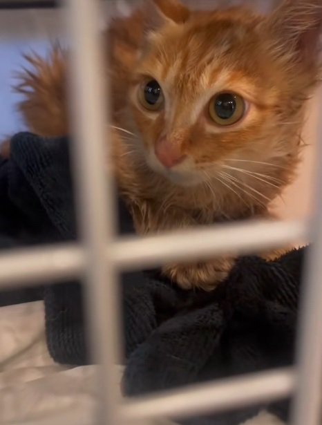 ケージの中にいる茶トラの子猫