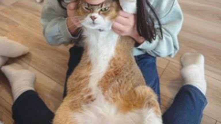 抱っこされている猫