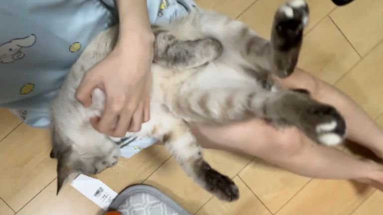 膝に乗っている猫