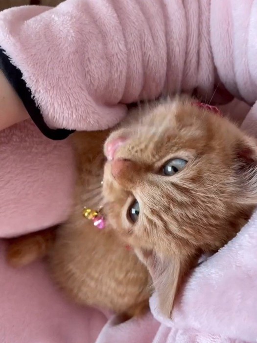 抱っこされる子猫