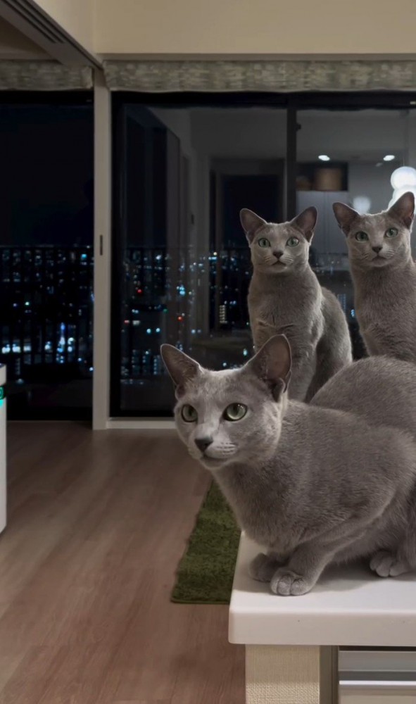 3匹の猫と夜景
