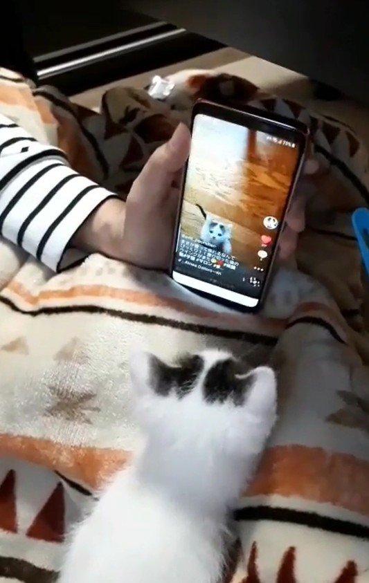 スマートフォンを見ている猫