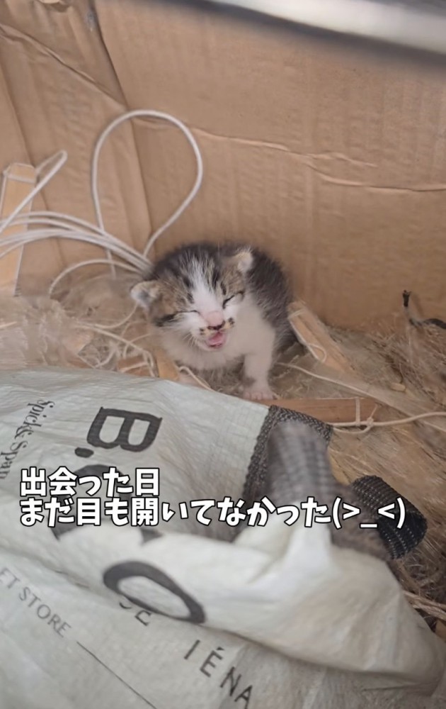 捨てられていた赤ちゃん猫