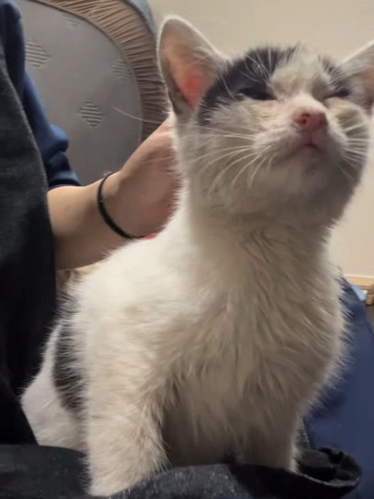 頭をなでられる子猫