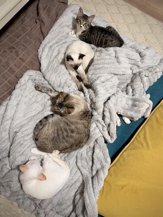 5匹の猫が集まってリラックスしている様子(1匹は足のみ)