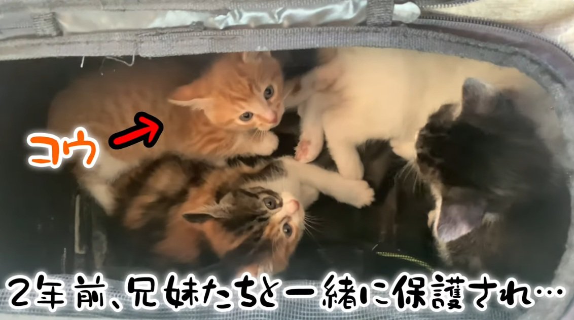 兄弟の子猫達