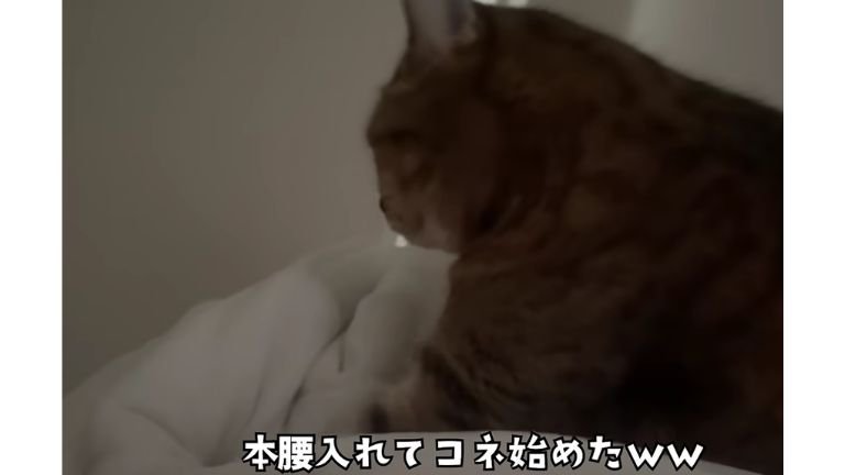 ベッドにいる猫